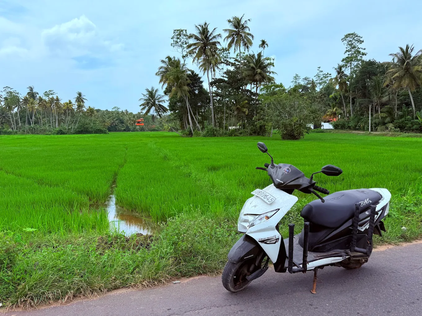 Scooter parked by lush green rice paddies with palm trees in Ahangama, Sri Lanka